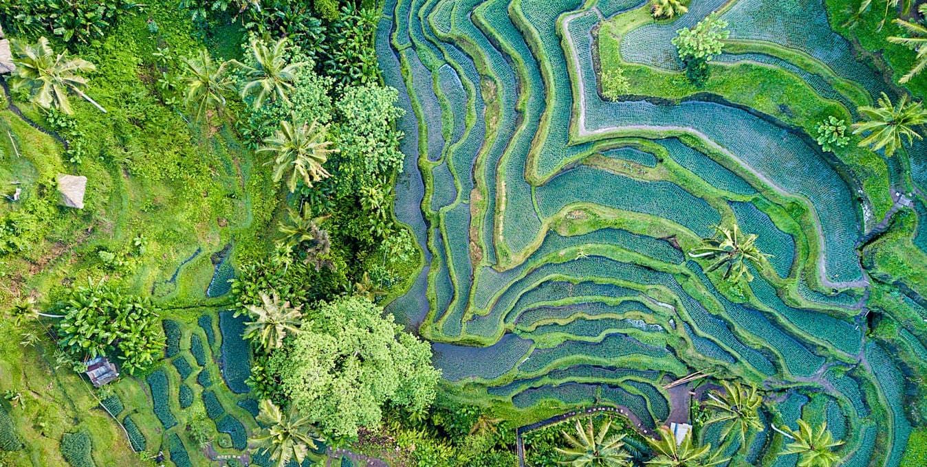 nature rizières vertes