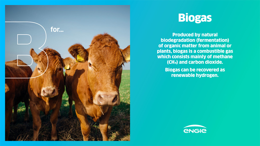 Two brown cows in a green field with blue sky, representing biogas production.