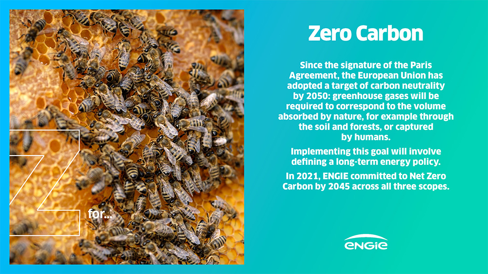 Close-up of bees on honeycomb, illustrating biodiversity and environmental sustainability.