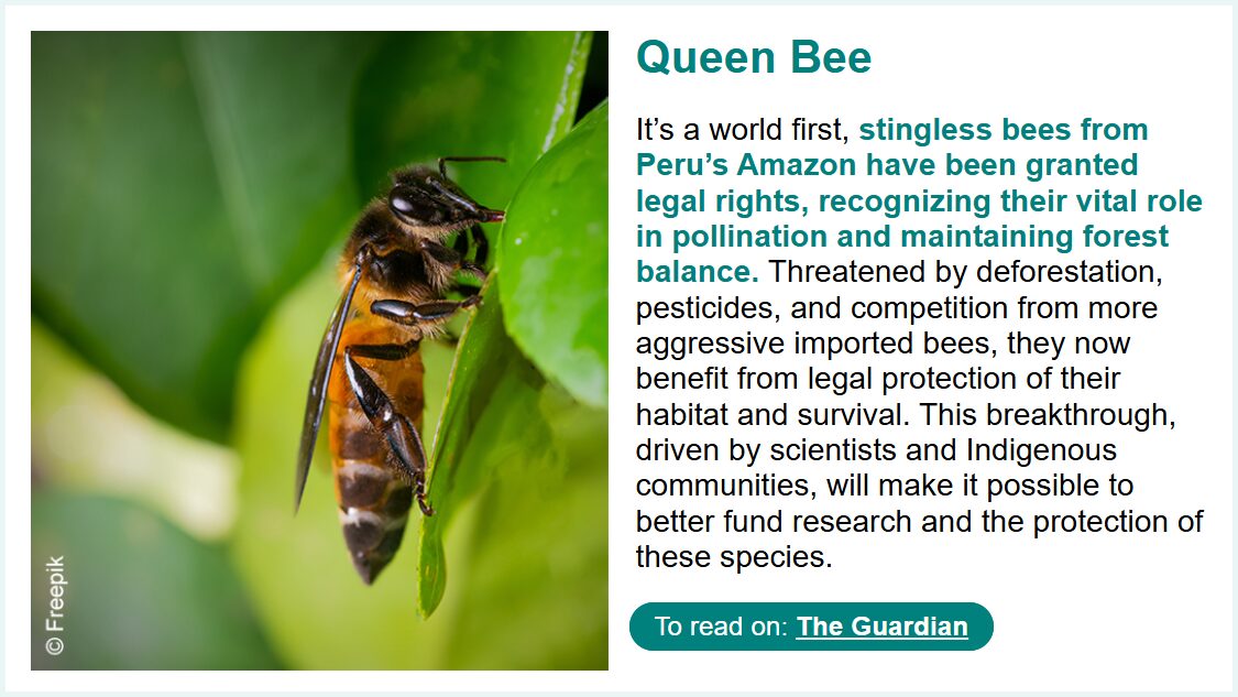 Close-up of a stingless bee on a green leaf, showcasing its unique features and natural habitat.