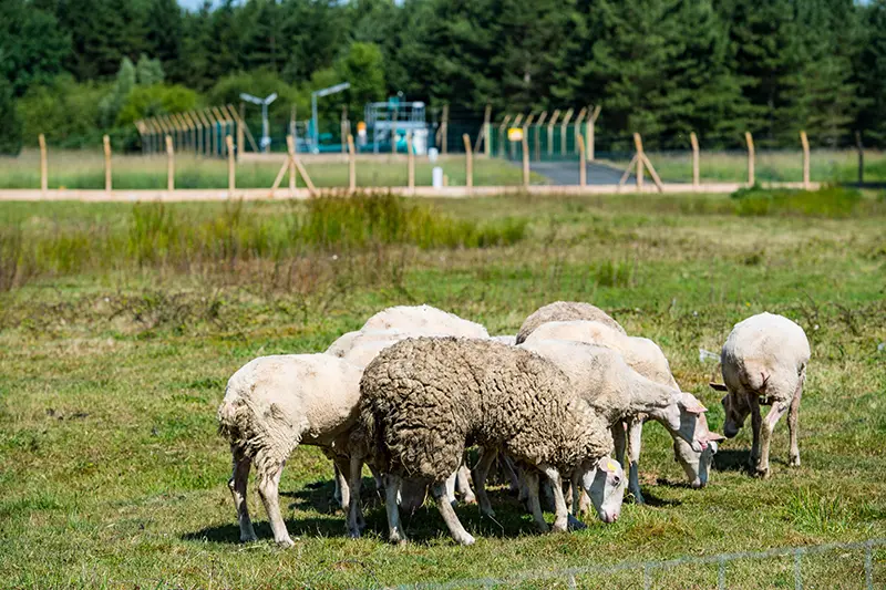 groupe de moutons broutant de l'herbe dans un pré verdoyant