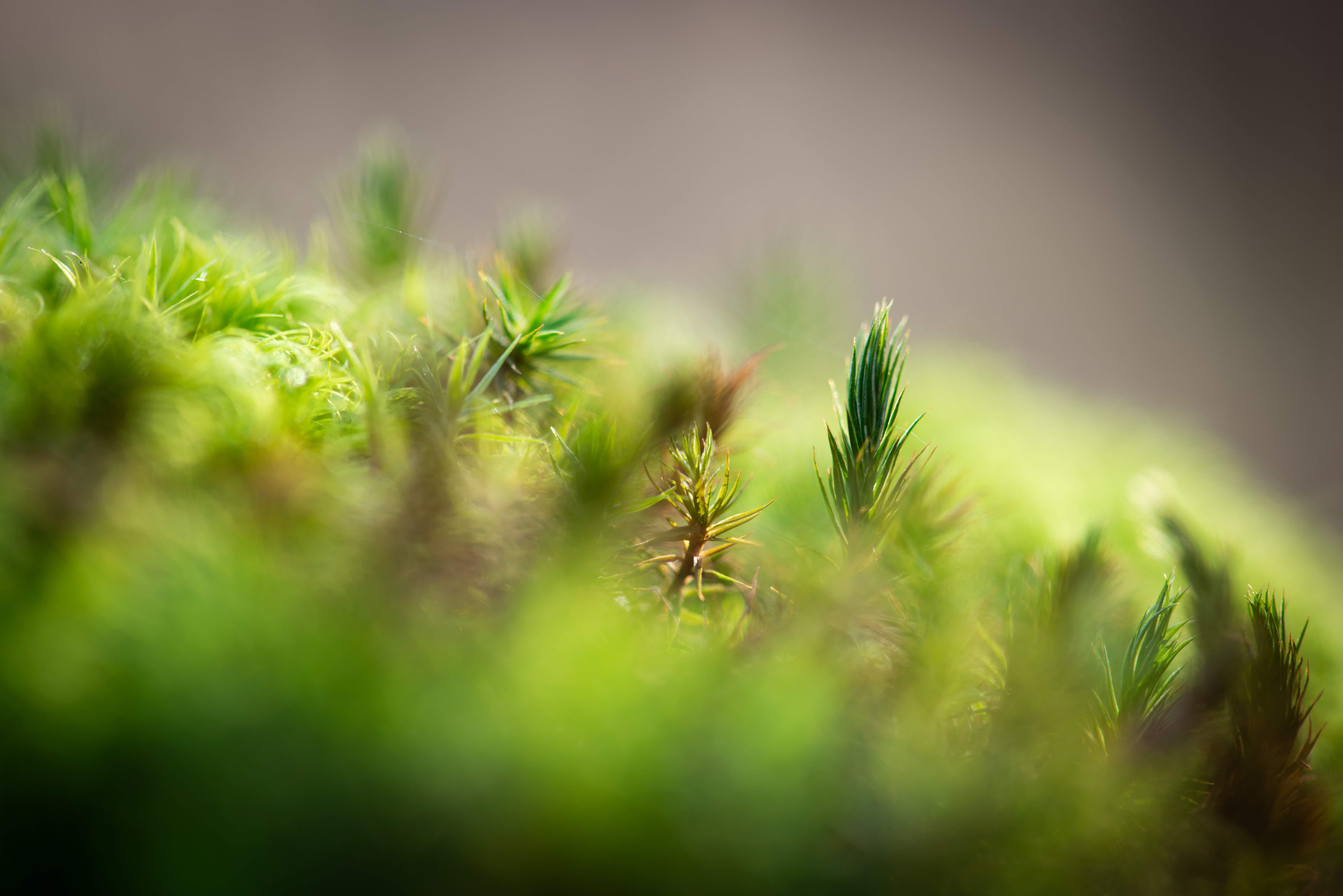 max-kleinen-unsplash