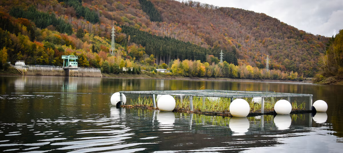 Vegetated rafts installed on the lower basin of the Coo power plant (Belgium)