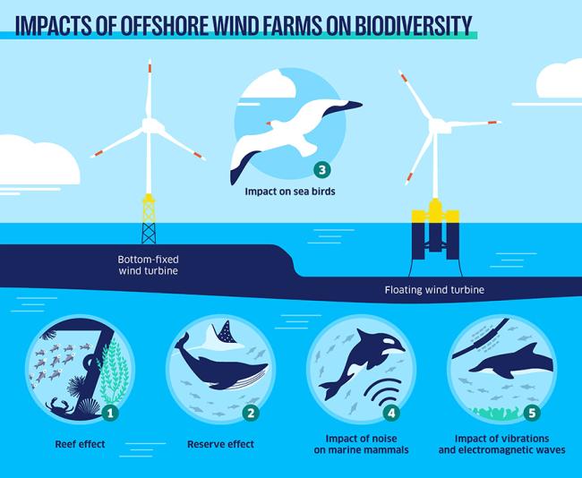 How to protect biodiversity when installing offshore wind turbines.