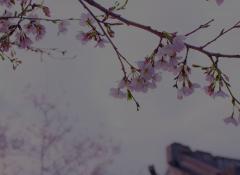 Header Team ENGIE cerisier en fleur 
