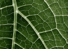 Header_green_consumption_pledges