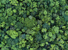 header forêt