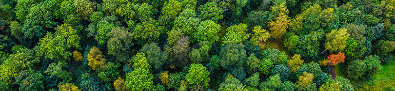 Visuel protéger les forêts